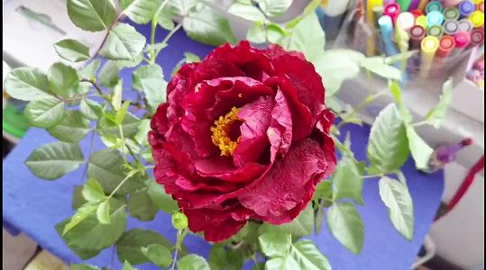 z67f13ef2354cffbecd75ff7e69b7e89b 美しい花の正体はトイレットペーパー！？　河南省洛陽市