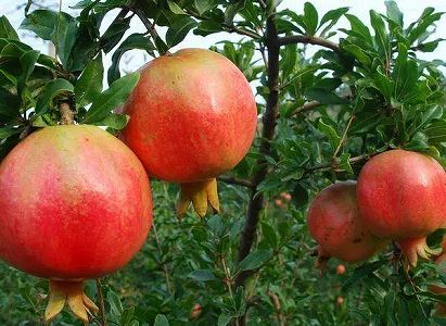 zc76041e44f9d4625ad1729b744910812 樹齢100年以上のザクロの木が1000本以上　西安市臨潼区