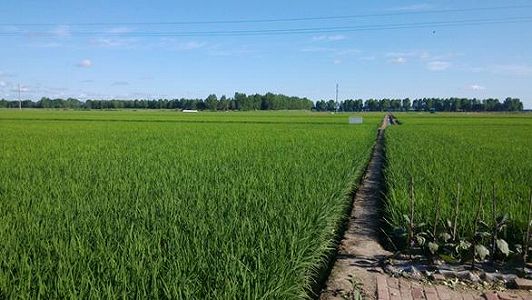 zeedf6992c8c48bae0963371f82262a2f 北斗衛星測位システム、黒竜江省の自動運転田植機をサポート