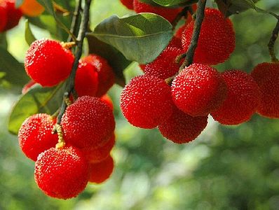 za265fd1a8187fb241e5c3354a96ee8d2 浙江省麗水市のヤマモモが豊作で注文殺到　欧州では1粒170円も