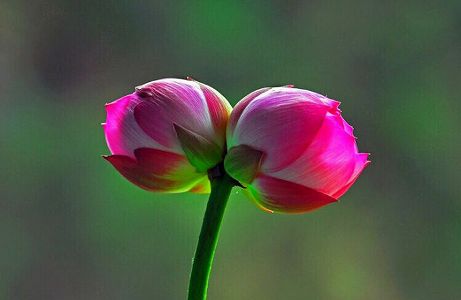 幸運の前兆?雲南省の湿地公園で再び希少な「双頭蓮」確認 z03fa78d38ad6e68ff857bd6693836b4f 幸運の前兆?雲南省の湿地公園で再び希少な「双頭蓮」確認