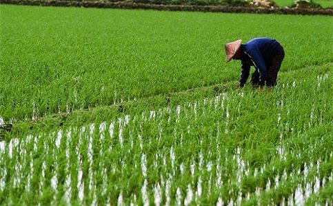 中国、稲栽培の境界線が過去30年で24.93キロ北上 z239e4ad92559373275b79bf3aea2e205 中国、稲栽培の境界線が過去30年で24.93キロ北上