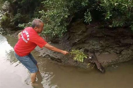 zc7400ac6e600165b47a45e1235cb2fa6 世界的な絶滅危惧種の鳥・ミミジロゴイを偶然救出　湖南省常徳市