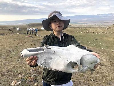 z2c9b82abf06ab6e62a89565813b9db24 新発見！新疆維吾爾自治区で見つかった恐竜化石のうち2種類は新種