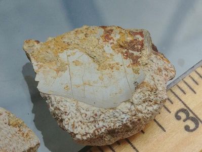 2億9000万年前の巨大ザメが中国で初の発見 z347ce62d6131377efbddead64ffdd230 2億9000万年前の巨大ザメが中国で初の発見