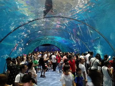 国家一級保護動物のアカウミガメ、初の人工孵化が青島市で成功 z3a8b5759ca6624b8b4a54aaf7f6d121c 国家一級保護動物のアカウミガメ、初の人工孵化が青島市で成功