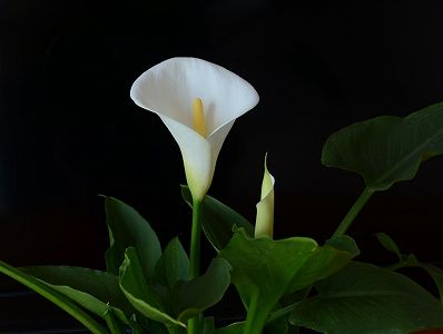 人気集める雲南省麗江市で栽培されている美しいオランダカイウ z63404c7bf8560fd05df14eb7c5d48b4e 人気集める雲南省麗江市で栽培されている美しいオランダカイウ