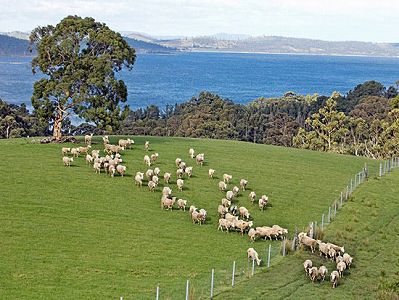 オーストラリアから羊100匹以上を内蒙自治区の企業が輸入 z6de77eb14bc9d6d1b3645dba6466f442 オーストラリアから羊100匹以上を内蒙自治区の企業が輸入