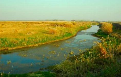 武漢沈湖湿地自然保護区の湿地が1400ヘクタール回復 z8d3e471fb3aceea9127069f9cd3f874e 武漢沈湖湿地自然保護区の湿地が1400ヘクタール回復