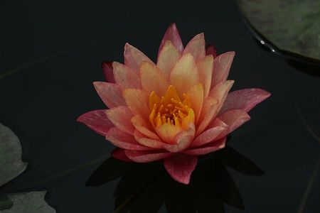 z99583fefa8933193622f9efaf82ba760 鮮やかなツートンカラーの花を咲かせたスイレン　山西省