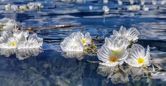 za07b5c6e78bb8fc2c41d5ff33002ff0e 水質のバロメーター「海菜花」が幻想的な花咲かせる 雲南省