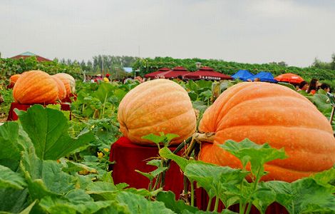 カボチャ界のビッグマック!重さ100キロの巨大南瓜を作るには? zf88a55218810431413931a534035d8f7 カボチャ界のビッグマック!重さ100キロの巨大南瓜を作るには?