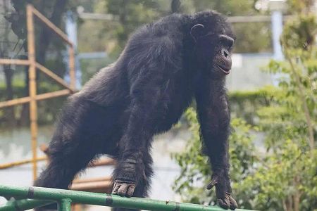 zfa172789ce0671483b51883ca763510f 「腕立て伏せバトル」はゴリラの勝利？　重慶市