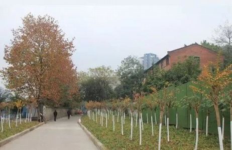 z0853412f73b3041a06914dd0401cfac1 小学校で稲刈り体験！穀物育てる苦労学ぶ児童たち　重慶市