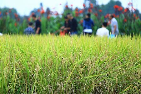 中国郵政が農民豊作節を祝い「種のブラインドボックス」を発売 z817dd301c7d03df6f8a478a7f7469bc9 中国郵政が農民豊作節を祝い「種のブラインドボックス」を発売