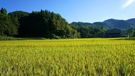 zb13998af47acda0bd1d372c031d4dcc2 1ムーあたり生産量1123.87キロ！貴州省で稲の生産量が記録更新