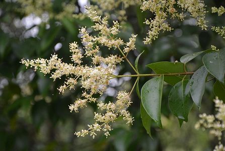 木犀が開花し上海市甘い香り漂う 昨年より63日遅れ zb4b37b1056ac11d908bf543b823c3004 木犀が開花し上海市甘い香り漂う 昨年より63日遅れ