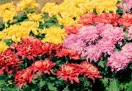 今月14日は、重陽節、お年寄りに思いやりの言葉をかけよう z1d0d898447ea0df04b40814524c4cb08 今月14日は、重陽節、お年寄りに思いやりの言葉をかけよう