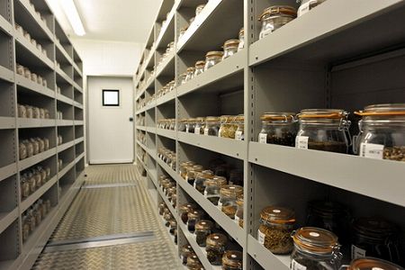 z369ad8294692c536d4600e6d60af2b58 植物版「ノアの方舟」で保管されている8万5千粒の種