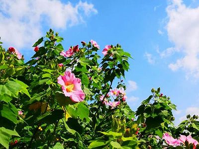 z3918484ca1427def2e7138ddcb8fa81d 収穫シーズン迎えた綿花が満開に　新疆維吾爾自治区