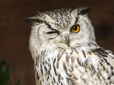 z56dac33fb028cbd829a7c8fa5af06ca1 ケガしたフクロウが助けを求めて飛び込んだ先は？