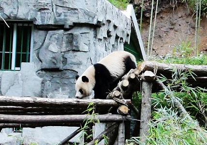 z5b312991deb26a38a377ca2eff6aa2f6 木登りパンダを襲った「不測の事態」とは？　陝西省