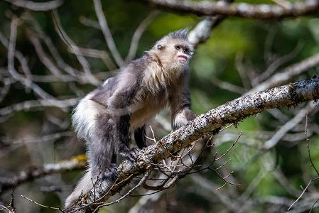 z6168c1947cad8701a749a6cd79732c63 「雪山の精霊」と呼ばれる雲南キンシコウ　雲南省