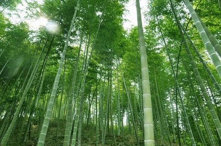 竹酒を「植える」ビジネスを展開する苗族(ミャオ族)の女性 貴州省 z056a70fec535388fe4309649fd9381cf 竹酒を「植える」ビジネスを展開する苗族(ミャオ族)の女性 貴州省