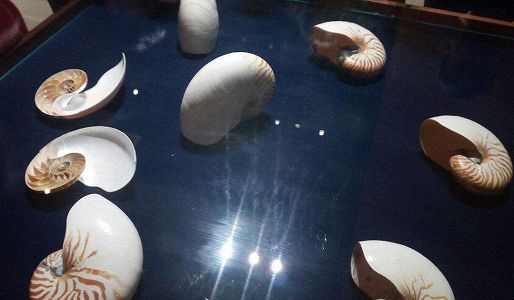 33年かけて貝殻100万個で飾り付けられた「貝殻館」 山東省 z27ddee2dfa8b9c18ecf73c1ae4c26802 33年かけて貝殻100万個で飾り付けられた「貝殻館」 山東省