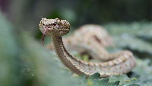 z6124338892e1716d190c9a52a2f651c3 毒ヘビ咬傷、5～10分で診断できる試験紙が開発