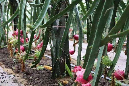 z87e08ec33aedcb0d24f7bcabbb37cff4 夜になると星団のように輝く海南省三亜市のドラゴンフルーツ栽培拠点