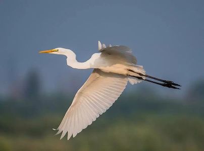 「鷺の楽園」を見守り続ける広西壮族自治区南寧市の野鳥保護チーム z8e00010f2a2e9bc013c15ba981e6d6df 「鷺の楽園」を見守り続ける広西壮族自治区南寧市の野鳥保護チーム