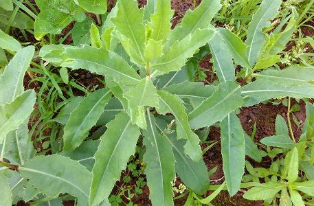 zb0a9f17d37ebd38874d8a4364c452950 国家発展改革委「野菜の供給は十分で消費需要は保障されている」