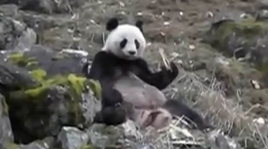 動物の骨しゃぶるパンダの撮影に成功 陝西省自然保護区 z090870ab95b0120d6db977192a06e67c 動物の骨しゃぶるパンダの撮影に成功 陝西省自然保護区