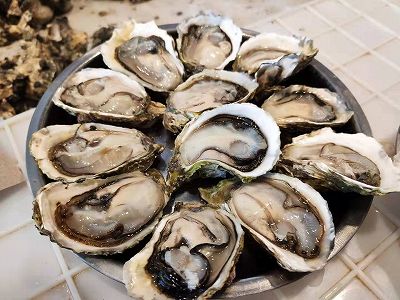 旬を迎えた広西壮族自治区欽州市の牡蛎 z79b16fa39fa79145e5e922dbaa6d3e28 旬を迎えた広西壮族自治区欽州市の牡蛎