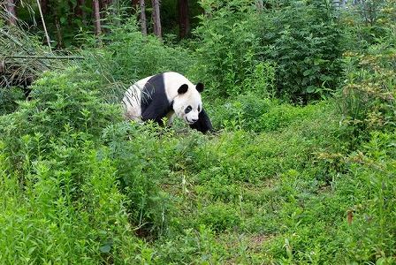 z96d2a7a99204014c09180b1960ea098b 史上初！非常に珍しい野生パンダのマーキング行動を撮影　四川省