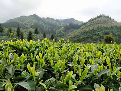 z8d3dc7ba6001ad8af4e35fb419367f17 貴州省で2022年の緑茶初摘み