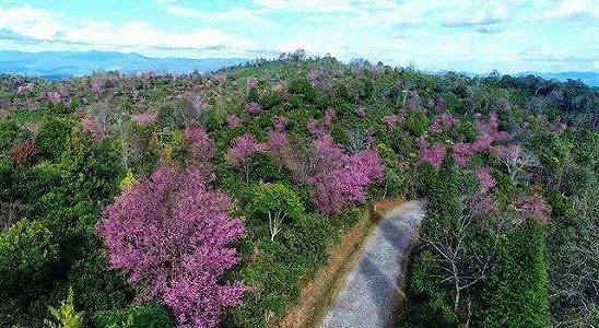 ze54ef9609e6edb0d6b5c6a4bbd4c066f 世界文化遺産に申請中の景邁山で桜が開花