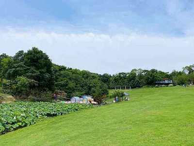 z087a2800a041bd6415672b442ee24f8d 雨の中、満開の菜の花畑で「春」を探す市民　重慶市