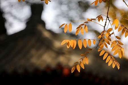 z231a3f3d3913bb62f32dfd116caba020 冬季五輪の聖火点灯　クリエイティビティの源泉は「一葉知秋」