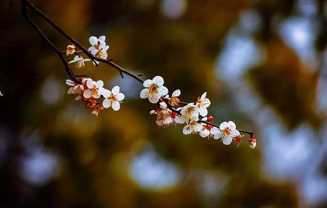 z799af36c0e8a2f8be56169e163712f43 春が来た！北京冬季オリパラもやって来た！