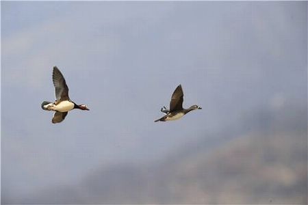 世界絶滅危惧種のアカハジロ、中国最大の個体群が泰山エリアで確認 ze9f6ced754c4910254640551f5e8d384 世界絶滅危惧種のアカハジロ、中国最大の個体群が泰山エリアで確認