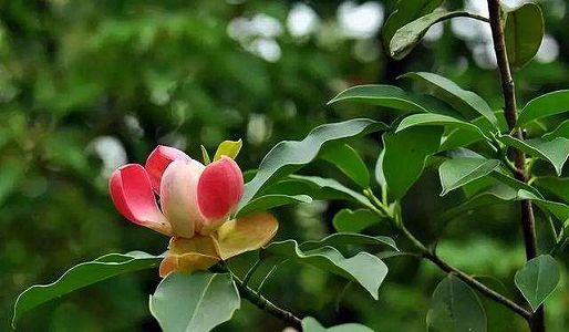 z744d910775f80d3af43e4da8a5f364fc 青海省の女性警察官が描く凛と咲く花のような女性警官たち