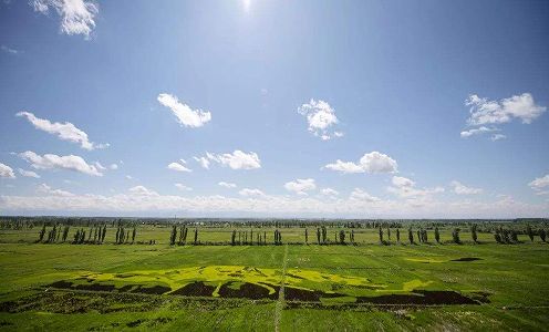 z77d9c3129296b253d41ebcd948acc560 察布査爾県烏孫山麓のヤマユリが開花　、新疆維吾爾自治区