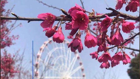 z7f5fc5e761013296be38eaee8568a72b 「競うように咲き誇るさくら」がテーマの「上海さくら祭り」が開幕へ