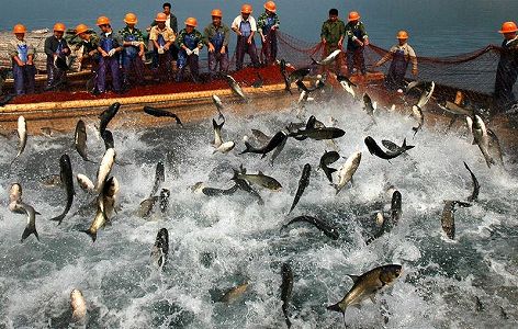 浙江省千島湖で今年初の「巨網捕魚」 水揚げ量30トンの大漁 zd9f9306430dfb0bd662eaec7153580d6 浙江省千島湖で今年初の「巨網捕魚」 水揚げ量30トンの大漁