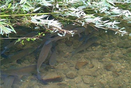 江西省で4億3800万年前の古代魚の化石を発見 z798ad6f8e52f78a26a12af621e44fbc2 江西省で4億3800万年前の古代魚の化石を発見