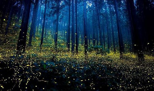 無数の星のように林の中を飛び回るホタル 四川省 z81291abfb739dcdc814a8e1120a1365f 無数の星のように林の中を飛び回るホタル 四川省