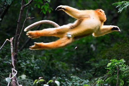 zb66d576aa759d6a28cbc3d46004a2e56 「旬の食材」を味わう金絲猴　陝西省西安市