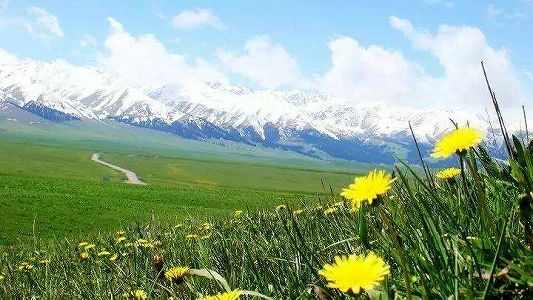 zb78760c19dab91b1045d4fe4acb29021 山野を覆い尽くすアンズの花　新疆維吾爾自治区